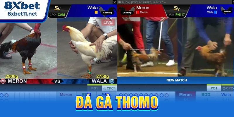 Đá Gà Thomo 8XBET - Trực Tiếp Full HD Đầy Kịch Tính 7 Đá gà Thomo